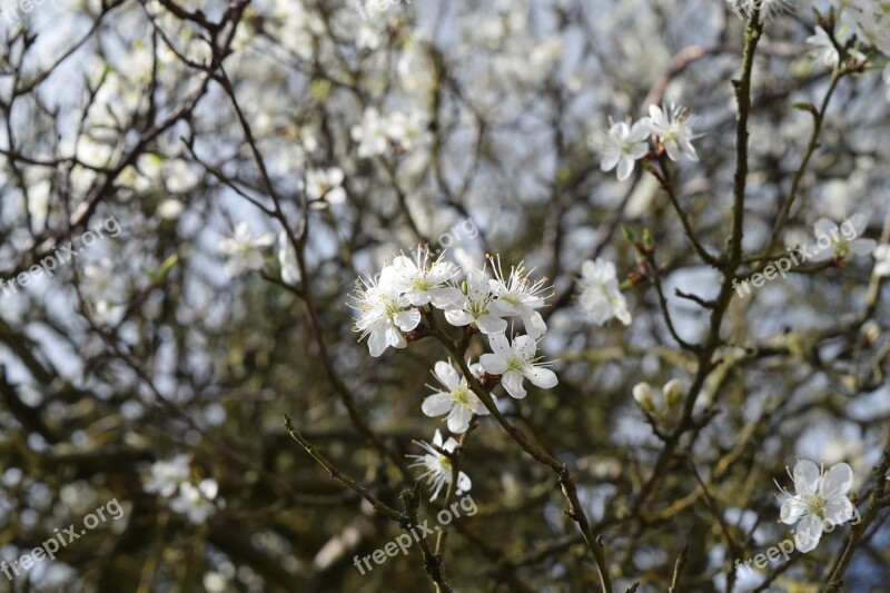 Apple Blossom Tree Blossom White Garden Blossom