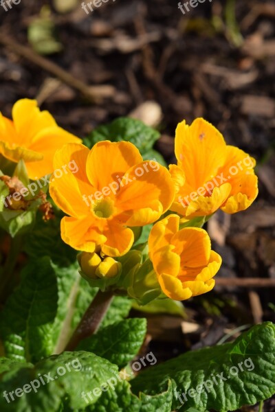 Yellow Pansy Flower Spring Petal Bloom