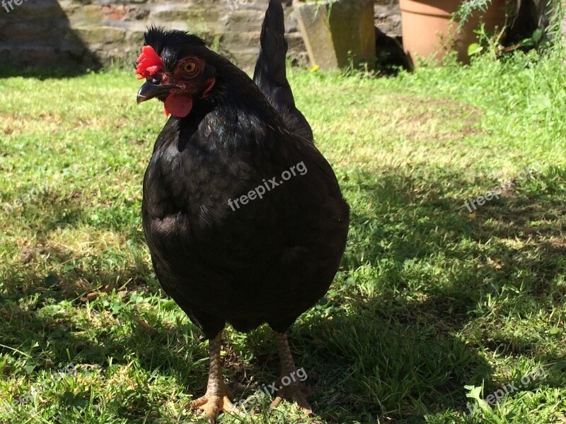 Hen Pet Black Animal Animals