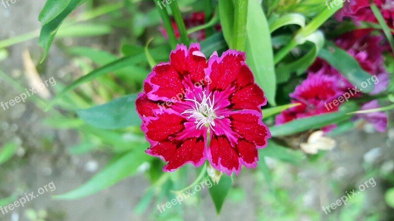 Red Dianthus Dianthus Sweet William Carnation Dianthuses