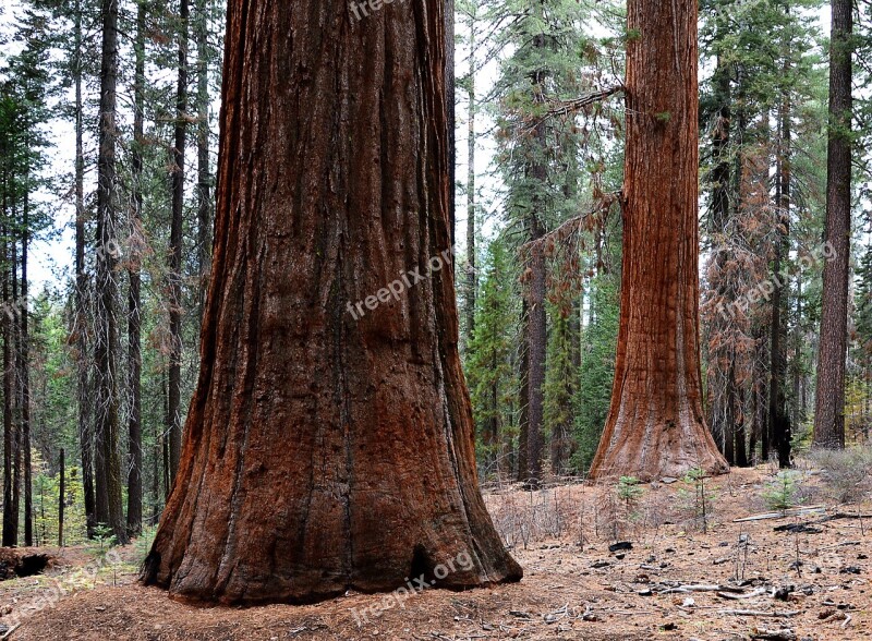 Sequoia Trees Usa Yosemite Park Places Of Interest Free Photos