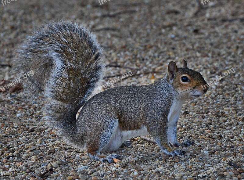 Grey Squirrel Cute Rodent Free Photos