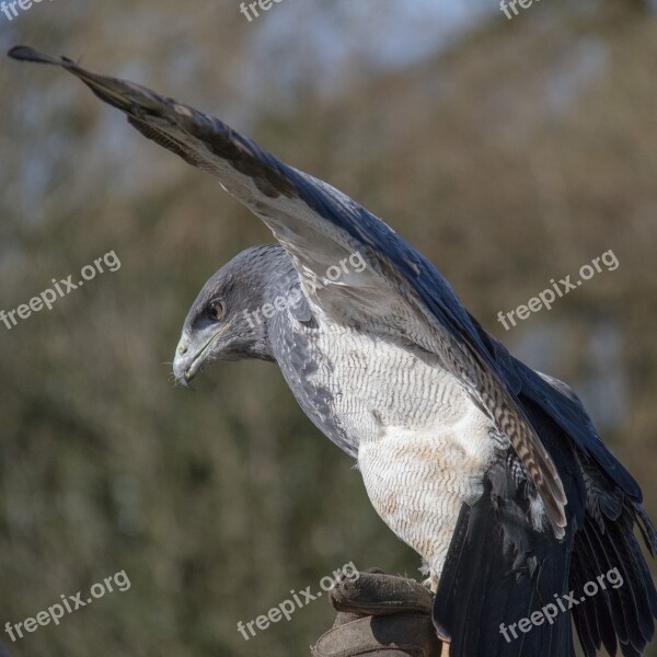 Chilean Blue Eagle Chilean Bird Wildlife