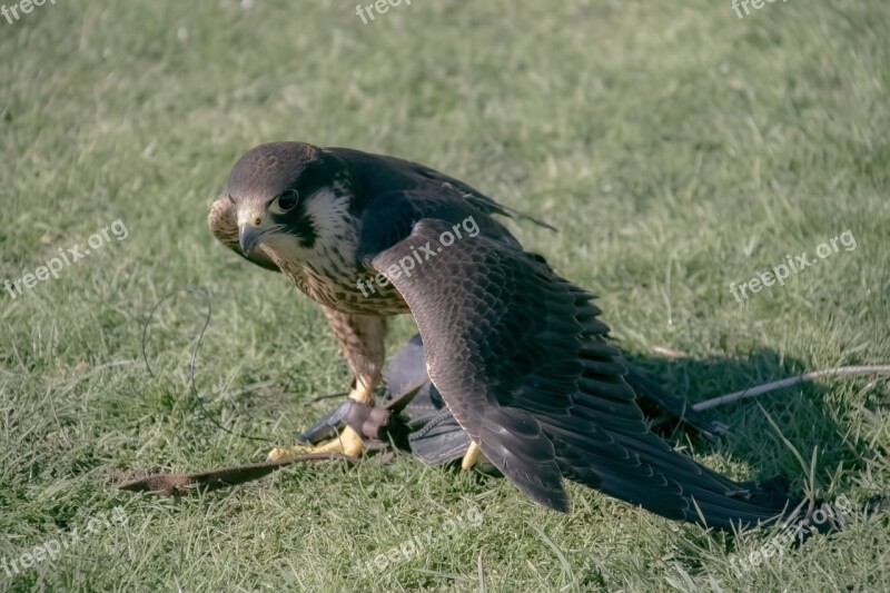 Peregrine Falcon Falconry Peregrine Raptor Predator