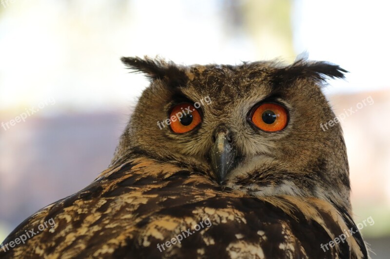 European Eagle Owl Bubo Owl Eurasian Bird