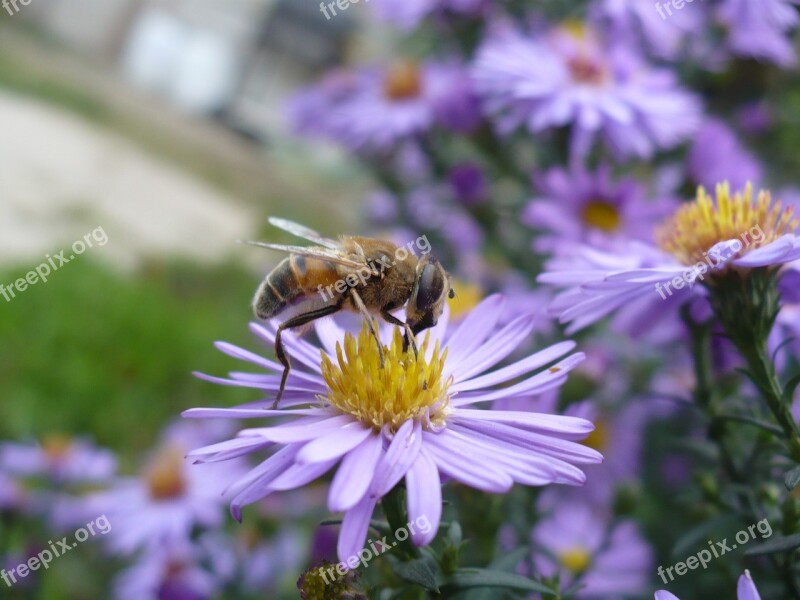 Daisy Bee Flower Insect Pollen