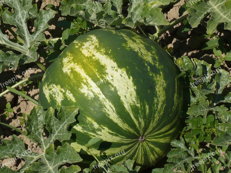 Sweet Melon Water Watermelon Garden