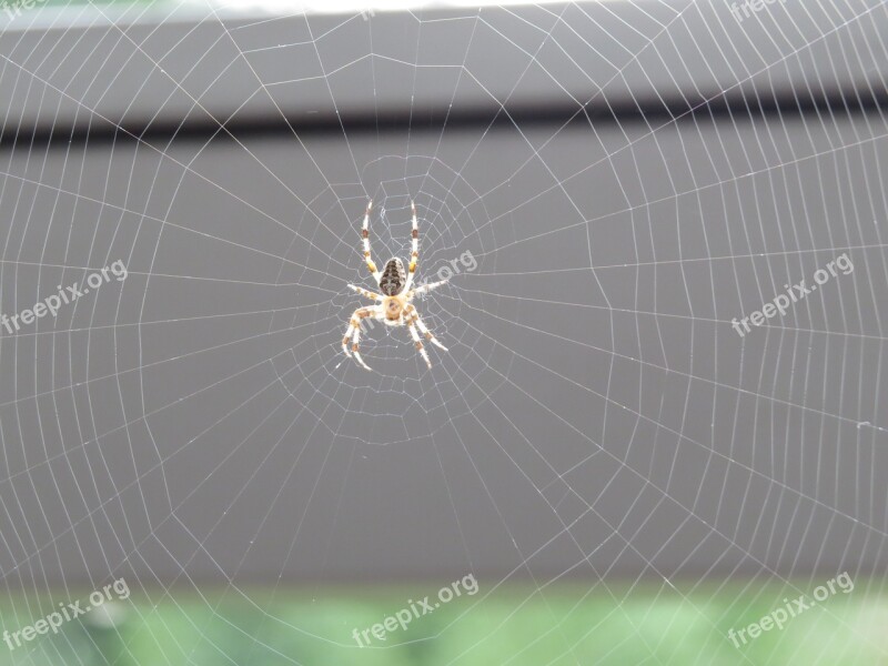 Spider Cobweb Close Up Free Photos