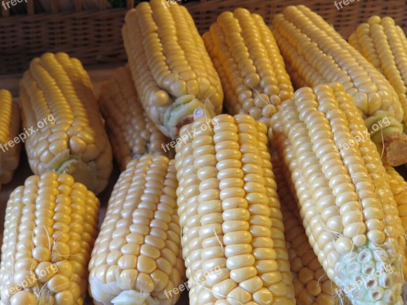 Corn Corn On The Cob Cereals Food Free Photos