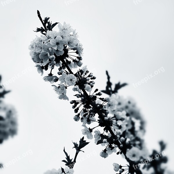 Cherry Flowers Spring Flowering White Flowers