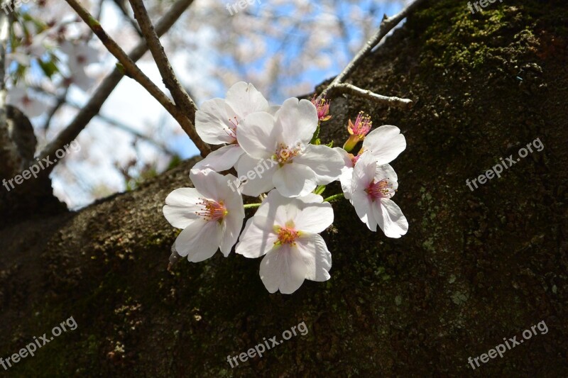 Cherry Blossoms Landscape Flowers Free Photos