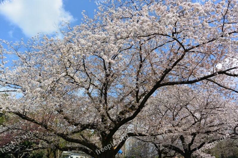 Cherry Blossoms Landscape Flowers Free Photos