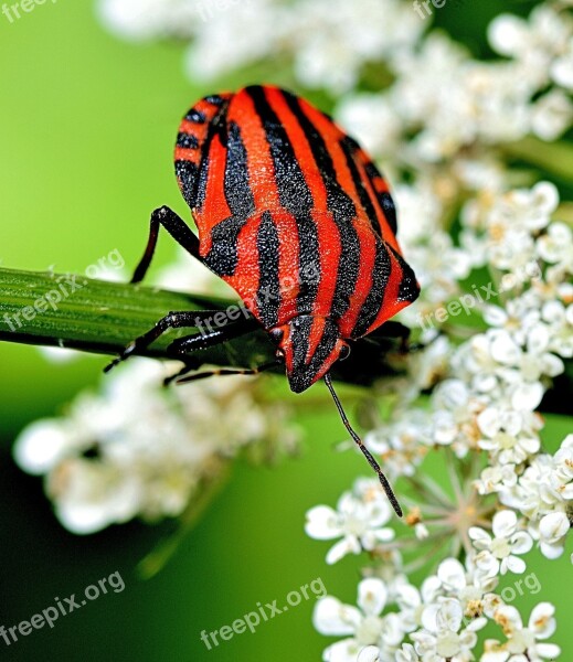 Insect Macro Nature Worm Fields