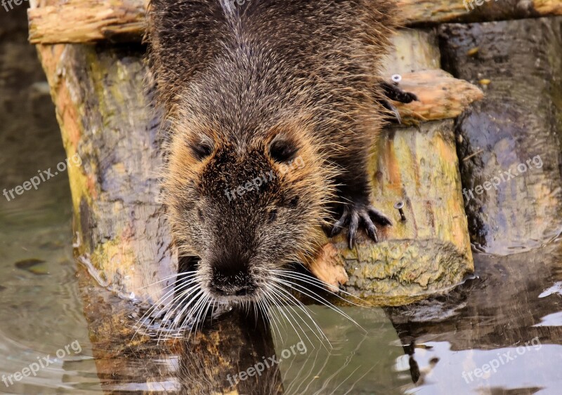 Nutria Water Rat Water Splashing Animal World