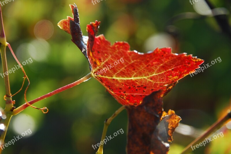 Leaf Vine Sun Transparency Red