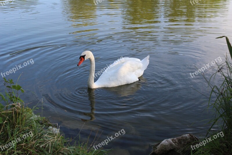 Lake Bird Swan Animal Nature