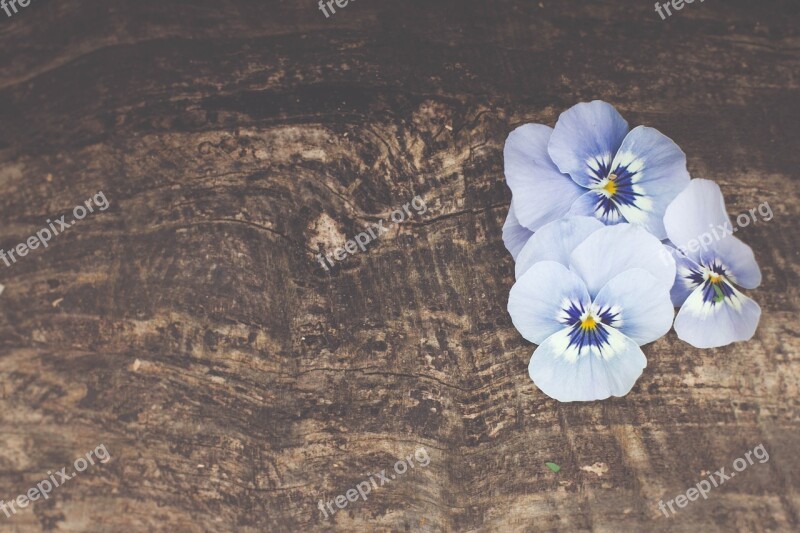 Flower Wood Still Life Blossom Bloom