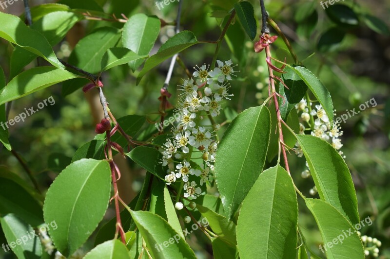 Chokecherry Blossoms And Leaves Chokecherry Tree Fruit Birds