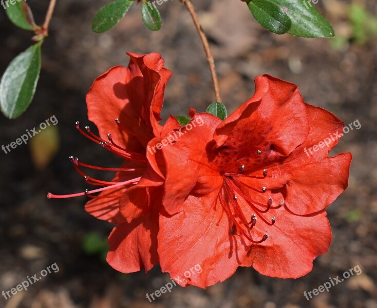 Red Azalea Azalea Flower Blossom Bloom