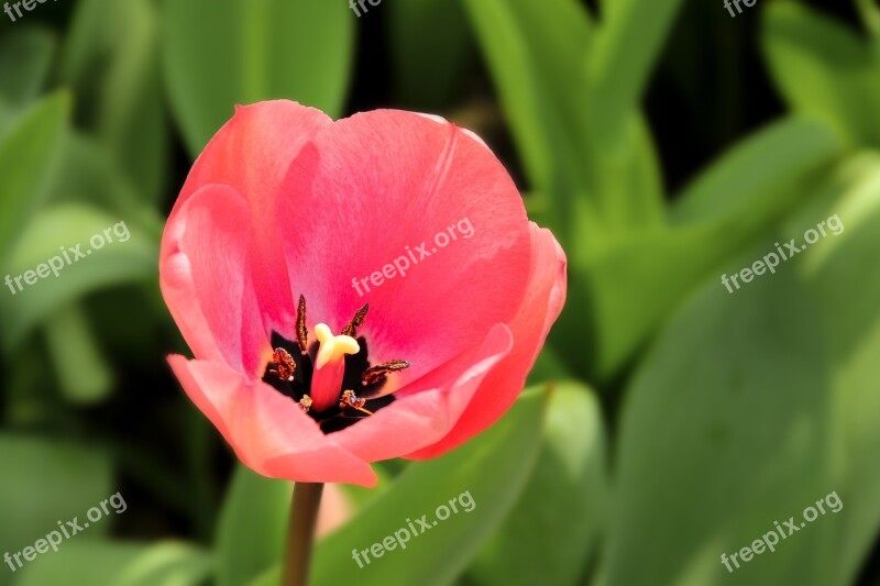 Tulip Tulpenbluete Blossom Bloom Spring