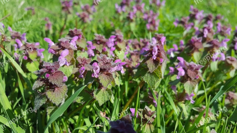 Lamium Purpureum Purple Deadnettle Deadnettle Purple Angel Red Dead Nettle