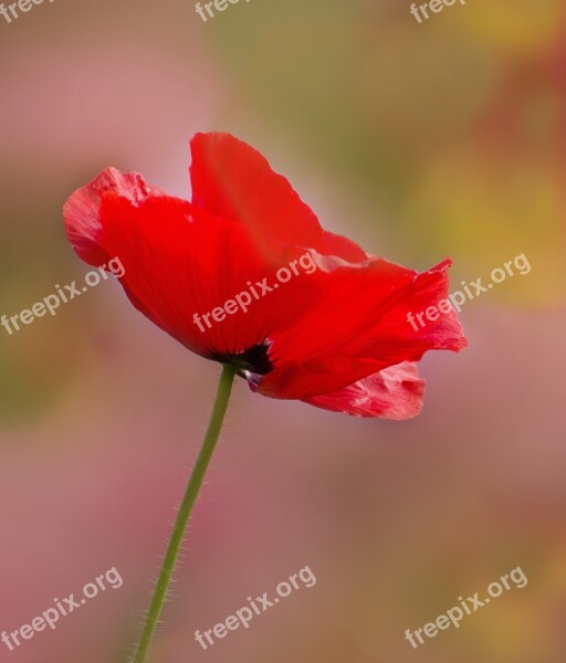 Poppy Red Red Poppy Flower Blossom