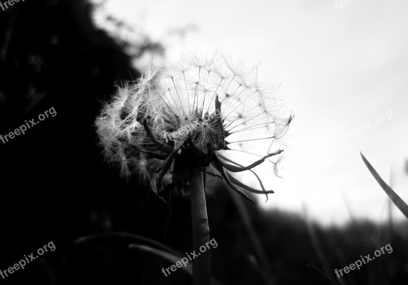 Dandelion Black And White Plant Seed Flower