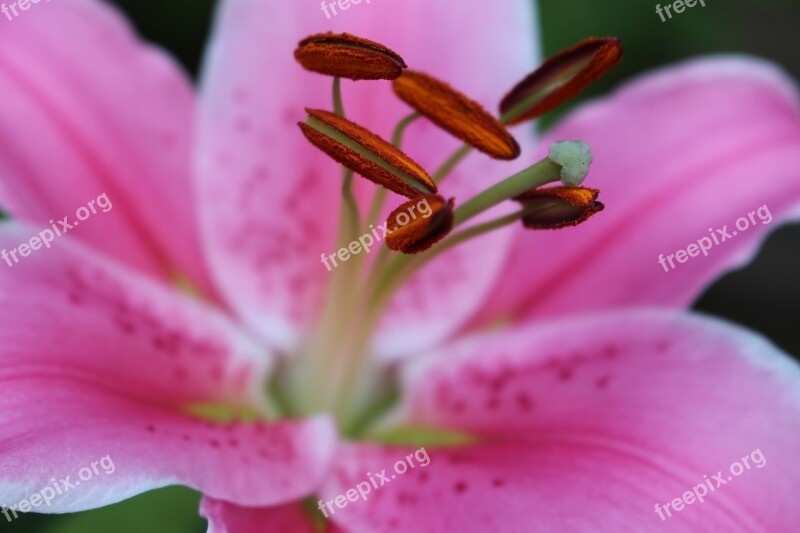 Lily Pink Lily Flower Pollen Garden