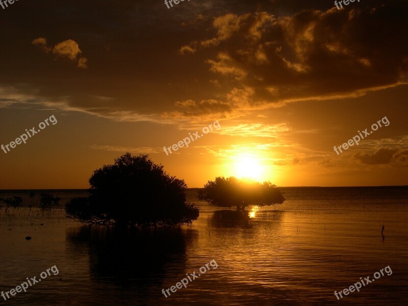 Sunset Trees Sea Water Nature