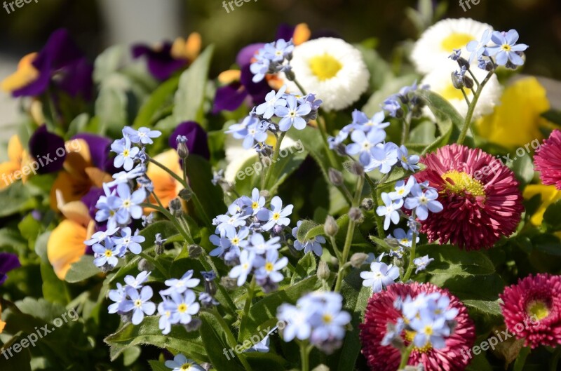 Flowers Bellis Forget Me Not Pansy Spring