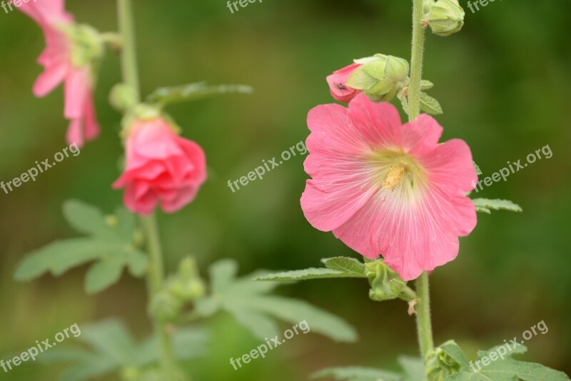 Hollyhock Pink Green Summer Blossom