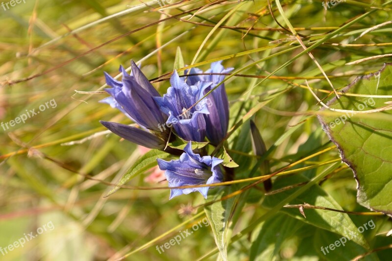 Gentian Blue Purple Flower Alpine