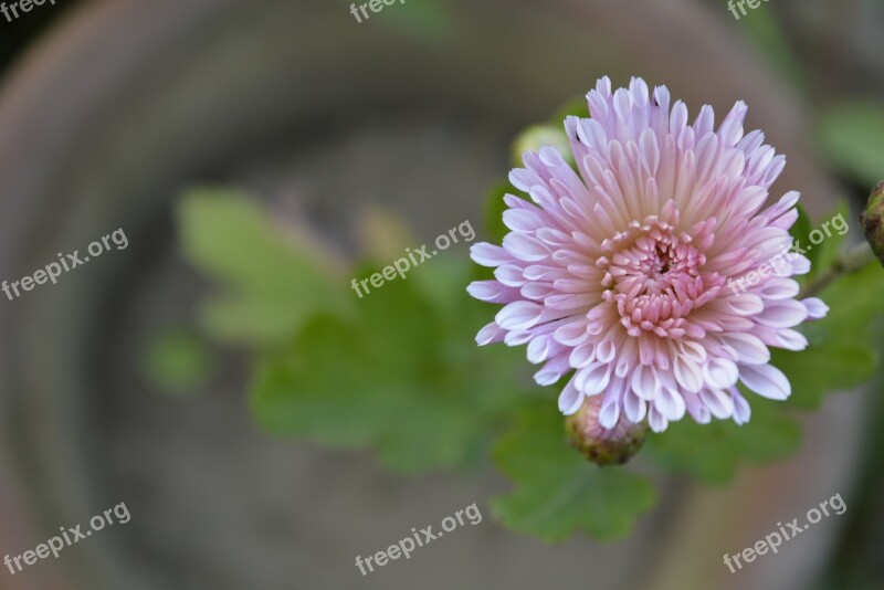 Close Up Flower Flower Pink Flower Nature Macro