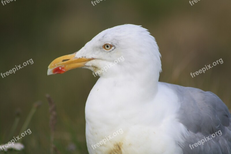 Herring Gull Bill Bird Seevogel Yellow