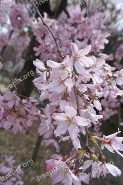 Spring Cherry Blossoms Flowers Sun Sunbeams