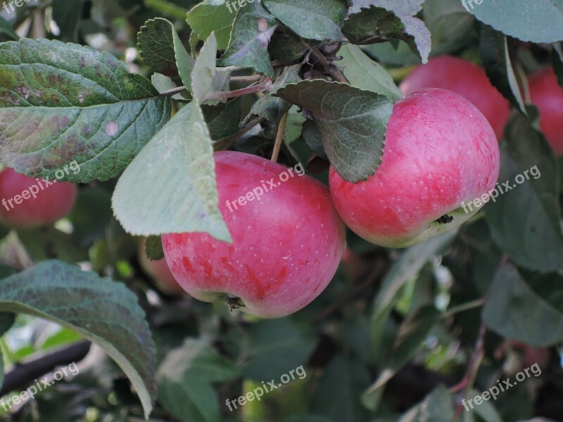 Summer Harvest Apples Fruit Vegetable Garden