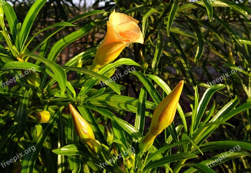 Flower Oleander Peach Mexican Oleander Lucky Nut