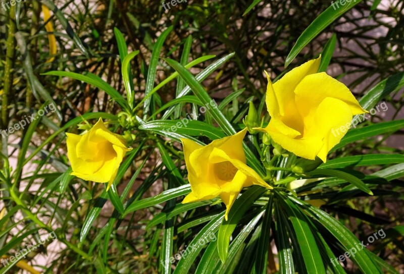 Flower Oleander Yellow Mexican Oleander Lucky Nut