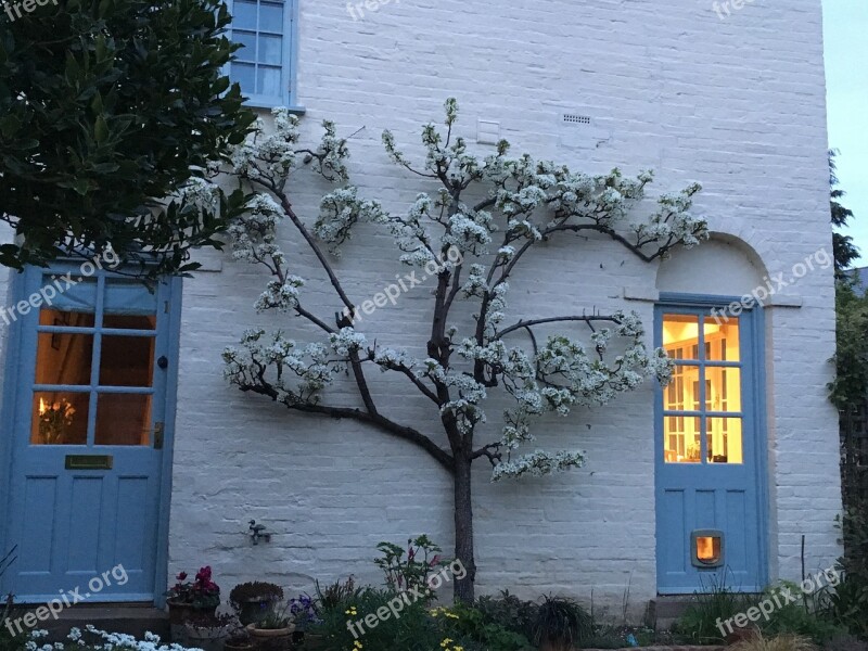 Pear Tree Blossom White Fruit Free Photos