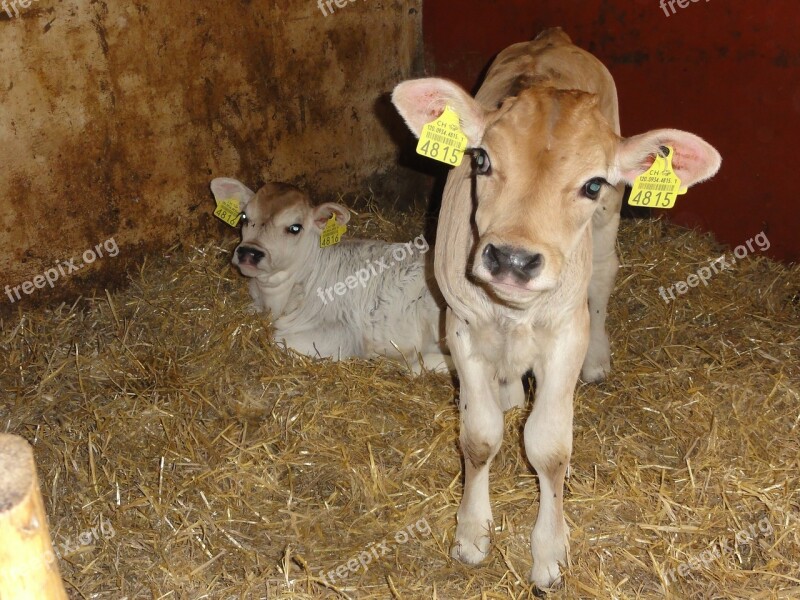 Calf Stall Switzerland Free Photos