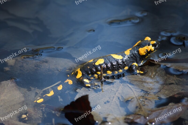 Fire Salamander Kapuzinerberg Salzburg Free Photos