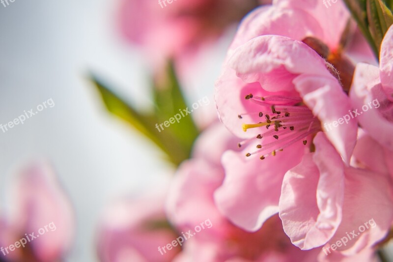 Nectarine Blossom Blossom Bloom Spring Nectarine