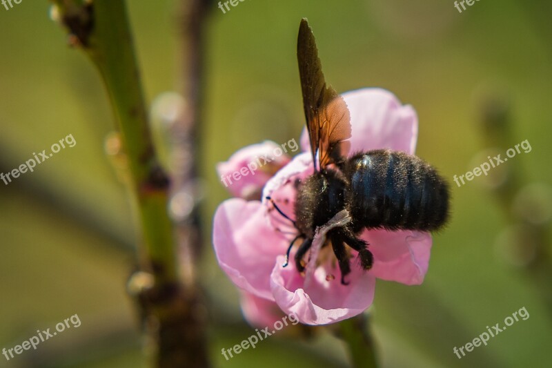 Blossom Bloom Carpenter Bee Bee Insect