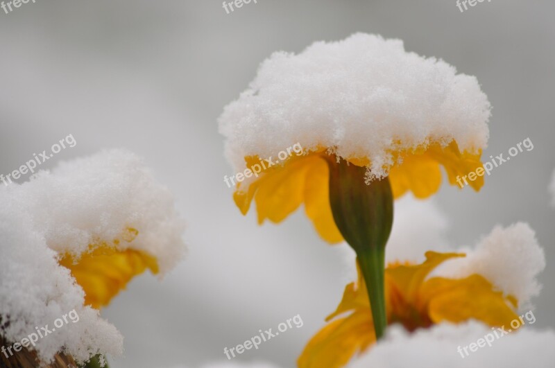 Flowers Snow Summer Winter Coldsnap