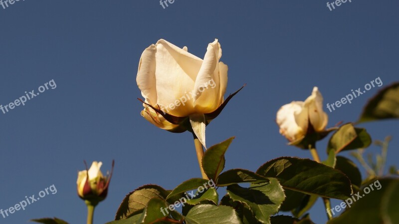 Roses Flowers Floral Blossom Nature