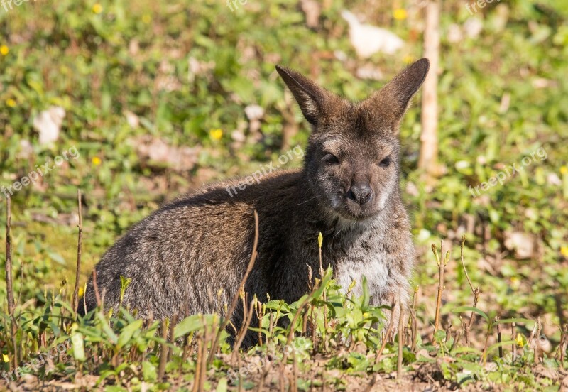 Kangaroo Zoo Animal Free Photos