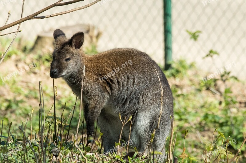 Kangaroo Zoo Animal Free Photos