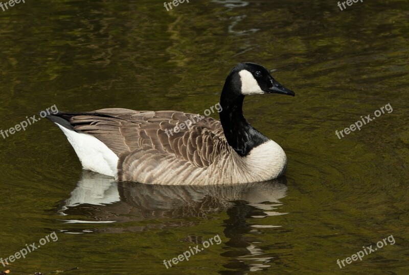 Goose Canada Goose Bird Nature Water Bird