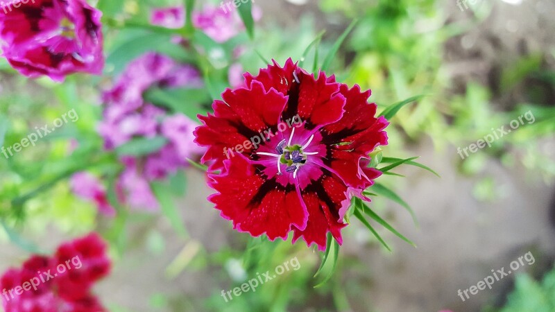 Sweet William Dianthus Carnation Red Dianthus Dianthuses