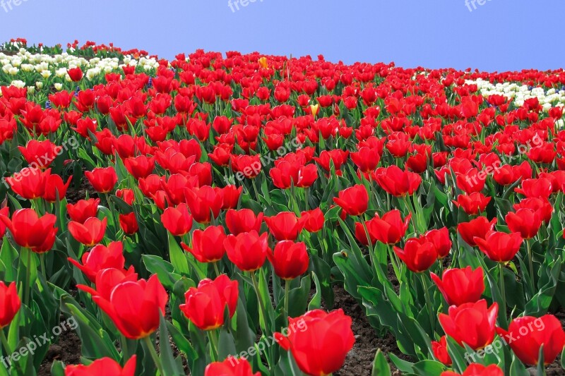 Tulip Tulip Sea Flowers Flower Bed Tulip Field